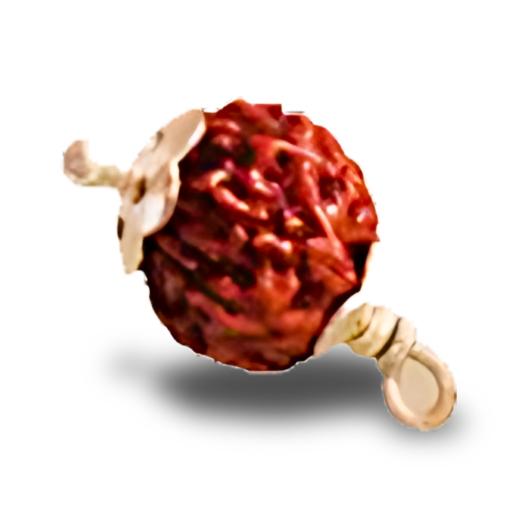 11 Mukhi Rudraksha With Silver Pendant With Lab Certificate Ratna Palace