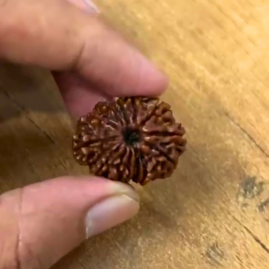12 Mukhi Rudraksha With Silver Pendant With Lab Certificate