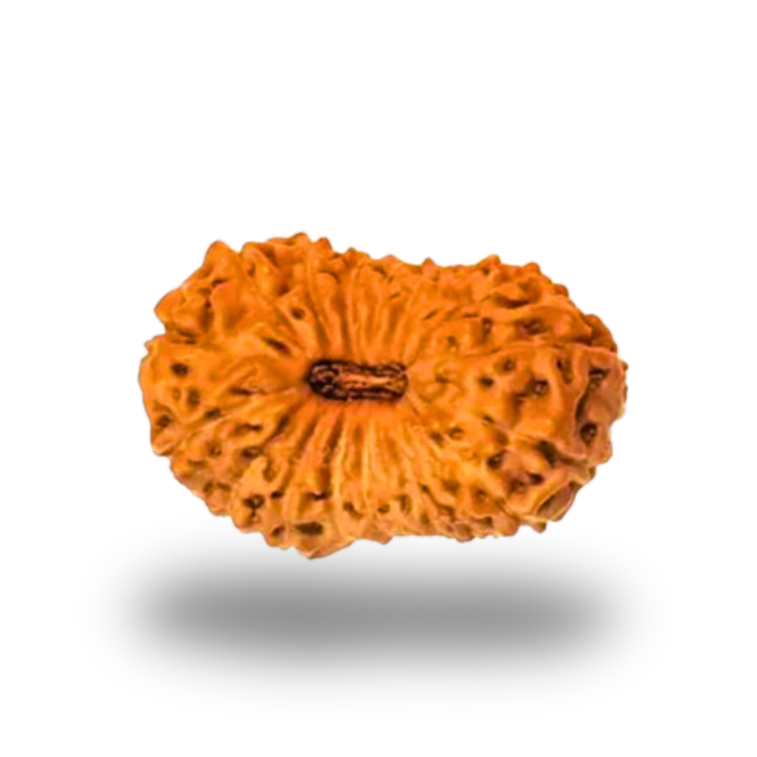 15 Mukhi Rudraksha With Silver Pendant With Lab Certificate Ratna Palace