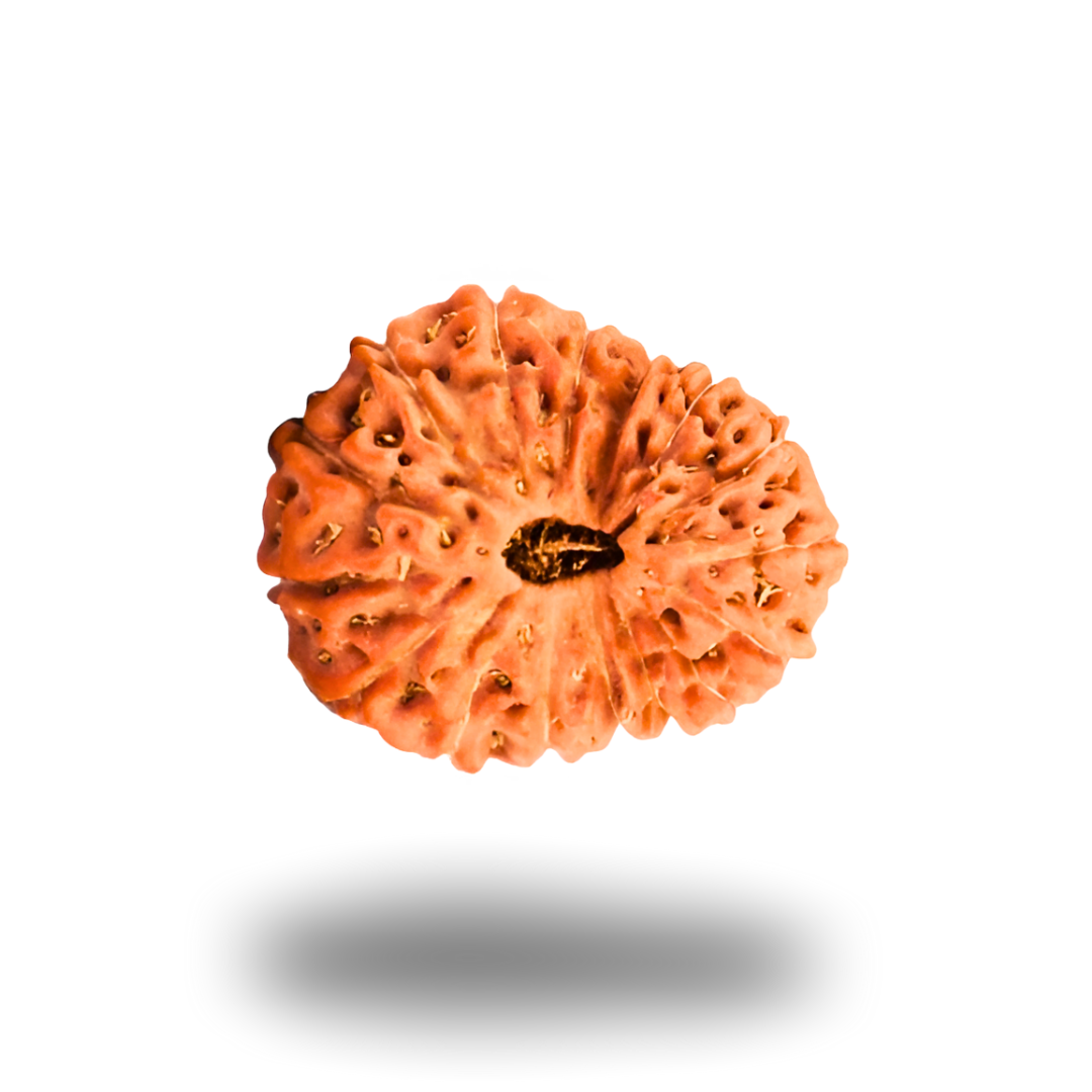 16 Mukhi Rudraksha With Silver Pendant With Lab Certificate Ratna Palace