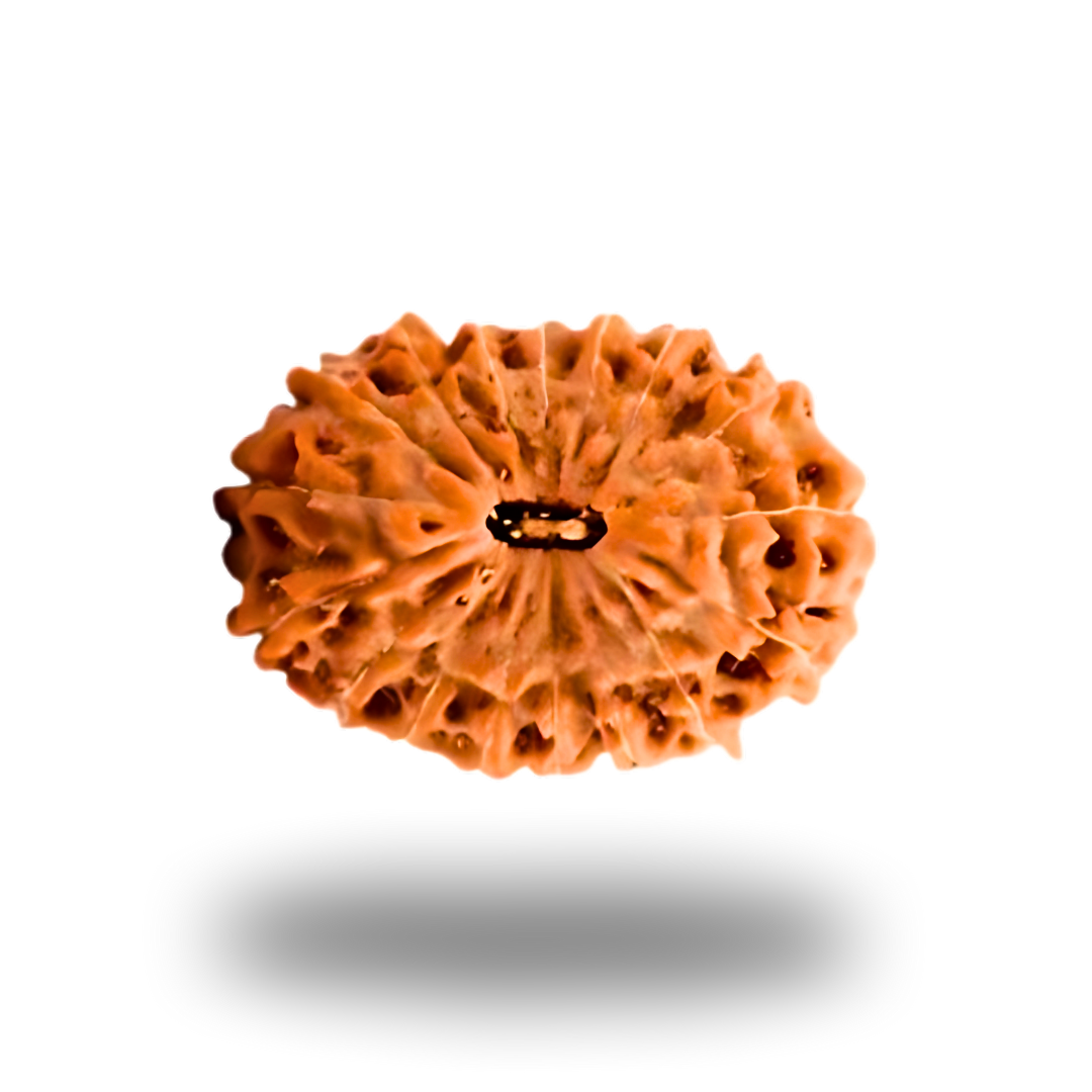 17 Mukhi Rudraksha With Silver Pendant With Lab Certificate Ratna Palace