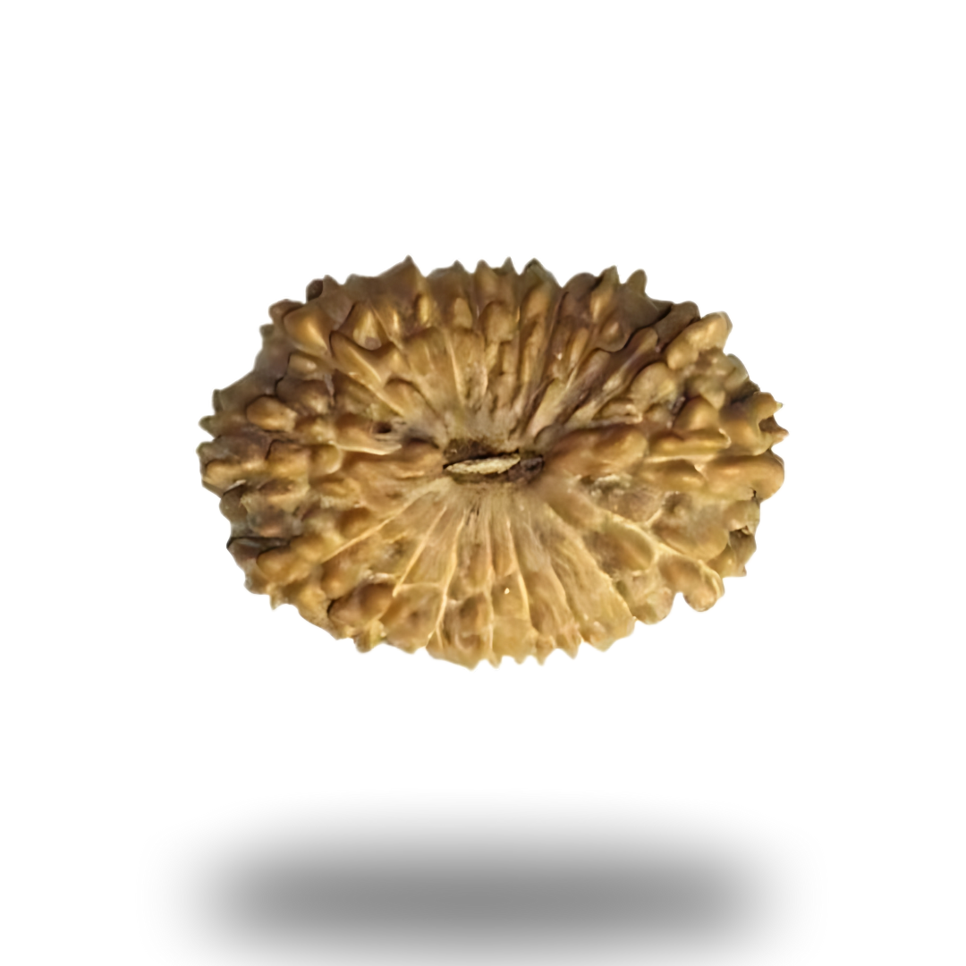 18 Mukhi Rudraksha With Silver Pendant With Lab Certificate Ratna Palace