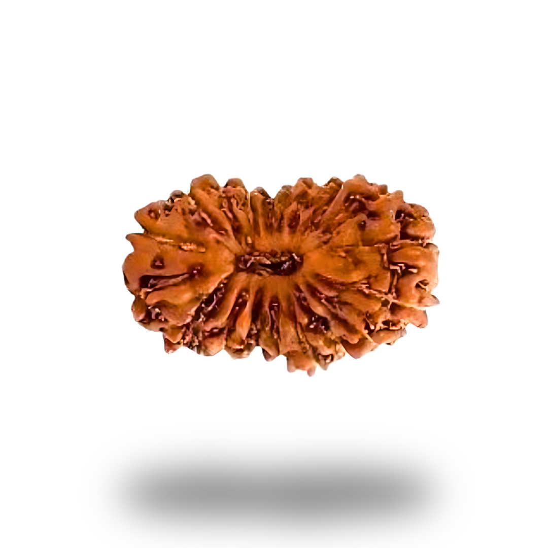19 Mukhi Rudraksha With Silver Pendant With Lab Certificate Ratna Palace