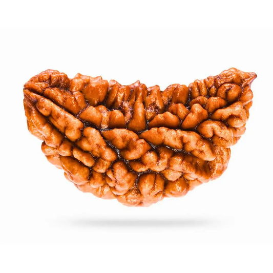 1 Mukhi Rudraksha With Silver Pendant With Lab Certificate Ratna Palace