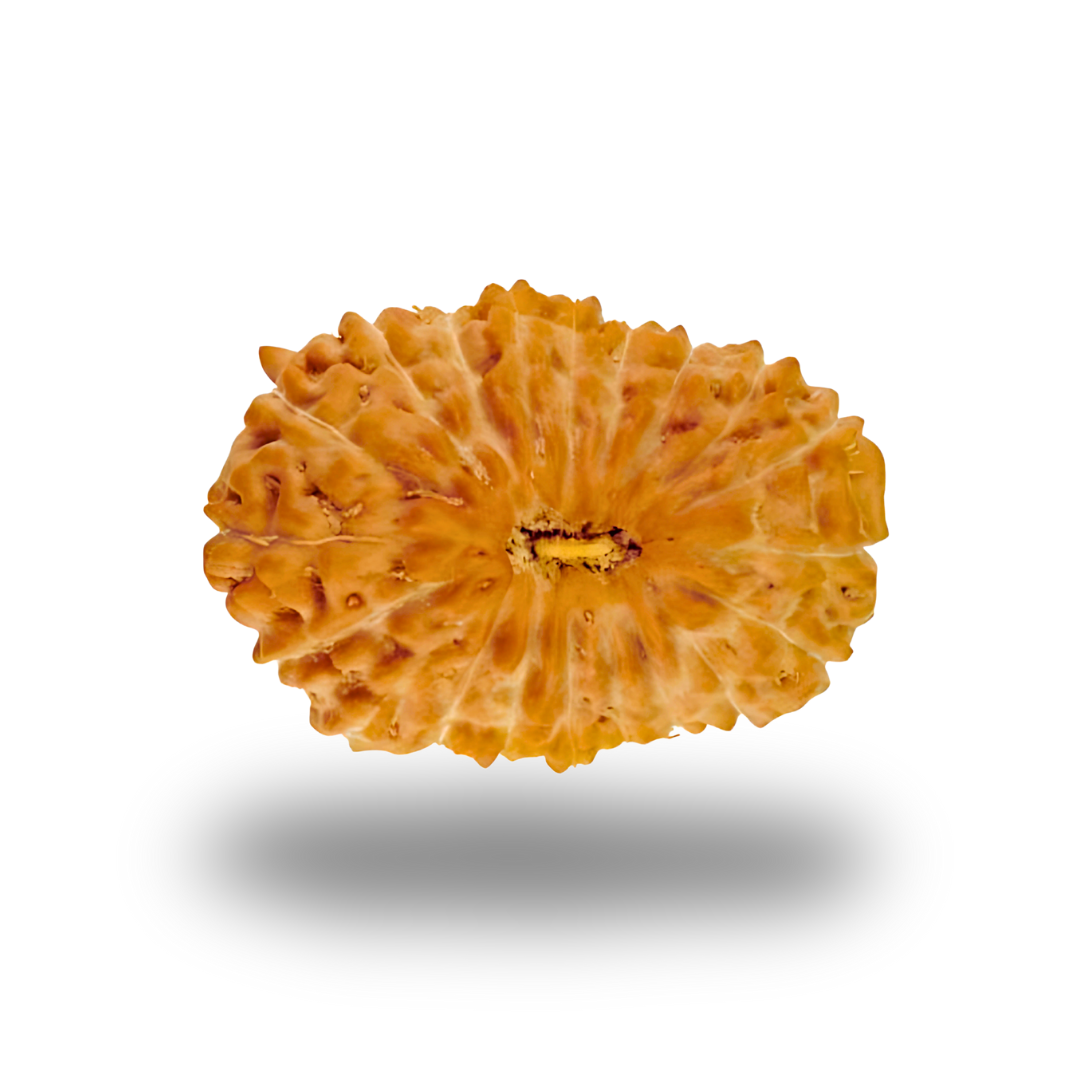 20 Mukhi Rudraksha With Silver Pendant With Lab Certificate Ratna Palace