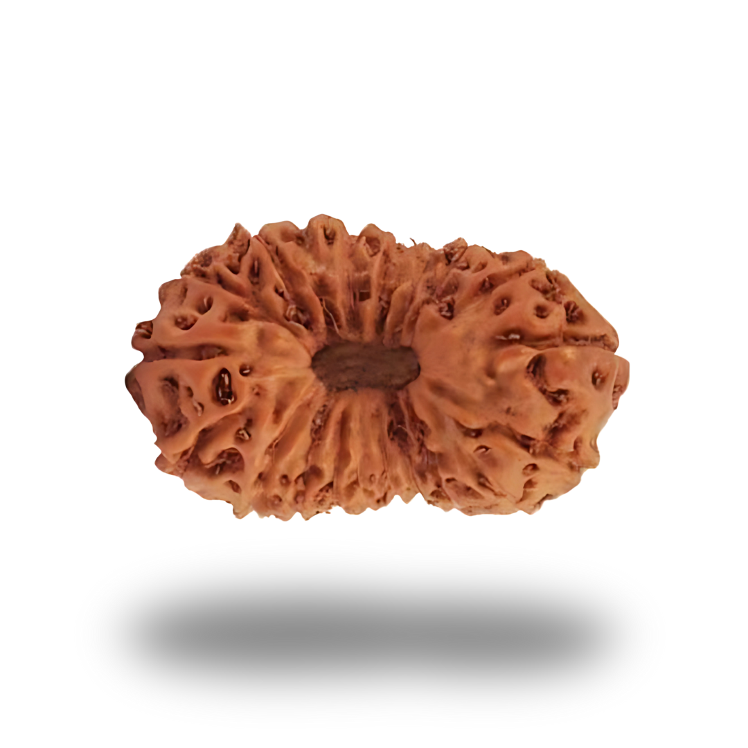 21 Mukhi Rudraksha With Silver Pendant With Lab Certificate Ratna Palace