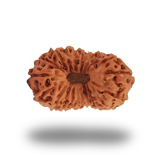 21 Mukhi Rudraksha With Silver Pendant With Lab Certificate Ratna Palace