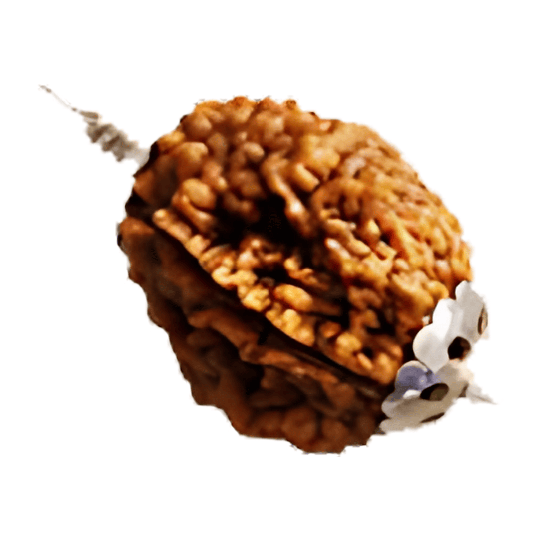 2 Mukhi Rudraksha With Silver Pendant With Lab Certificate Ratna Palace