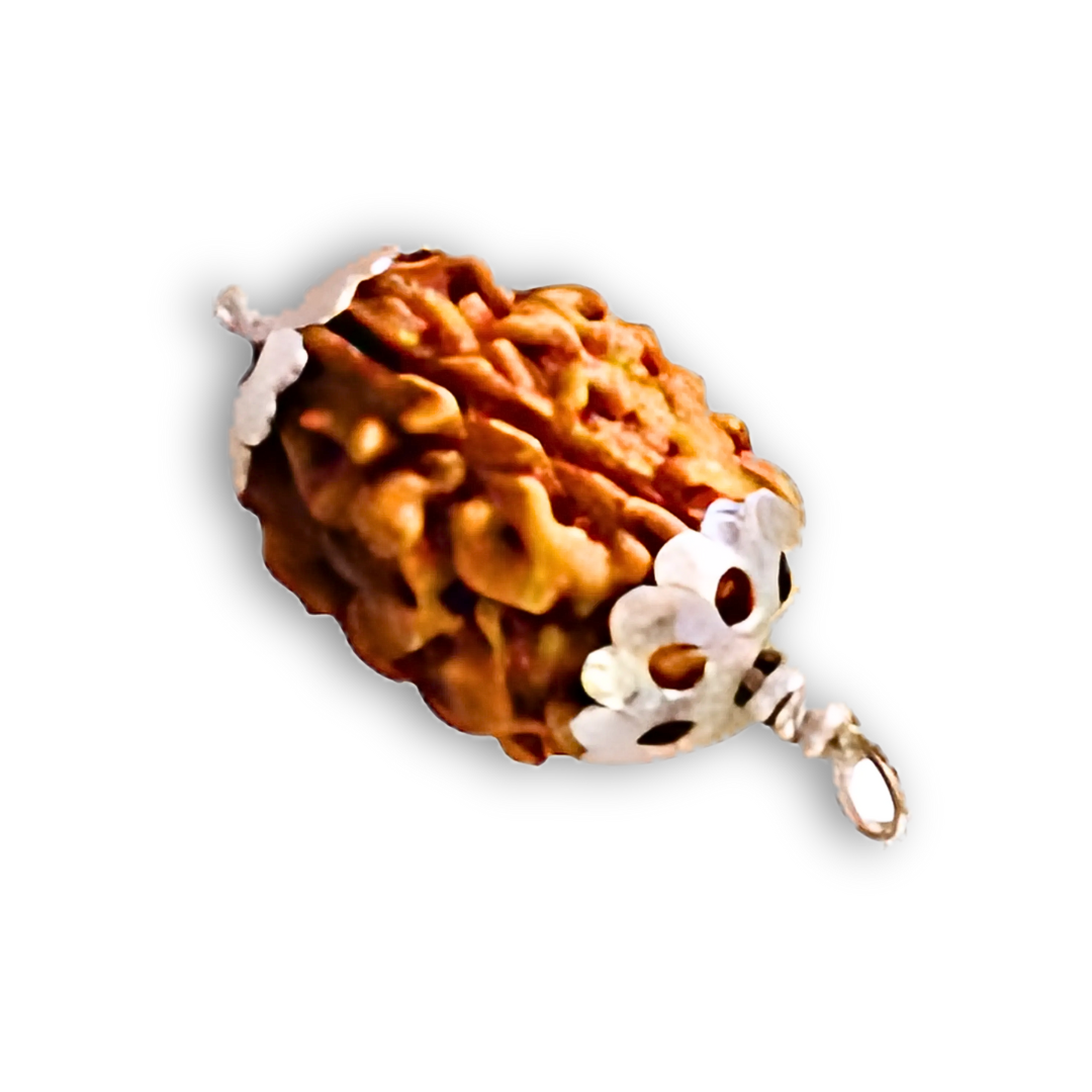3 Mukhi Rudraksha With Silver Pendant With Lab Certificate Ratna Palace