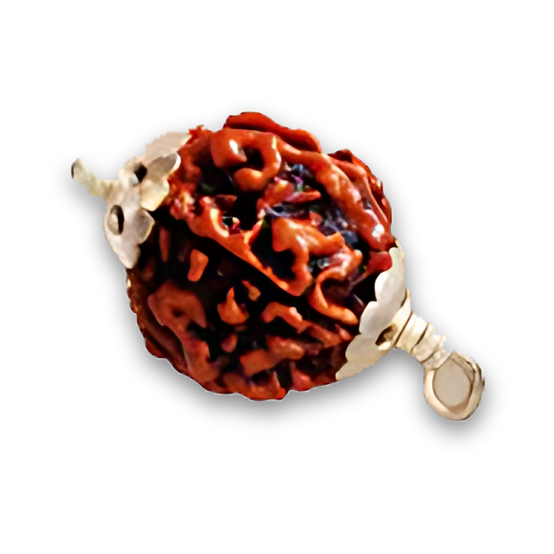 5 Mukhi Rudraksha With Silver Pendant With Lab Certificate Ratna Palace