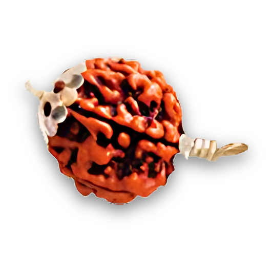 6 Mukhi Rudraksha With Silver Pendant With Lab Certificate Ratna Palace