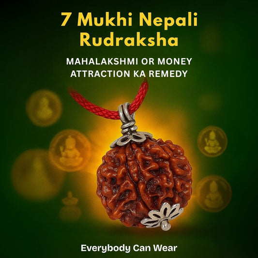 7 Mukhi Rudraksha With Silver Pendant With Lab Certificate