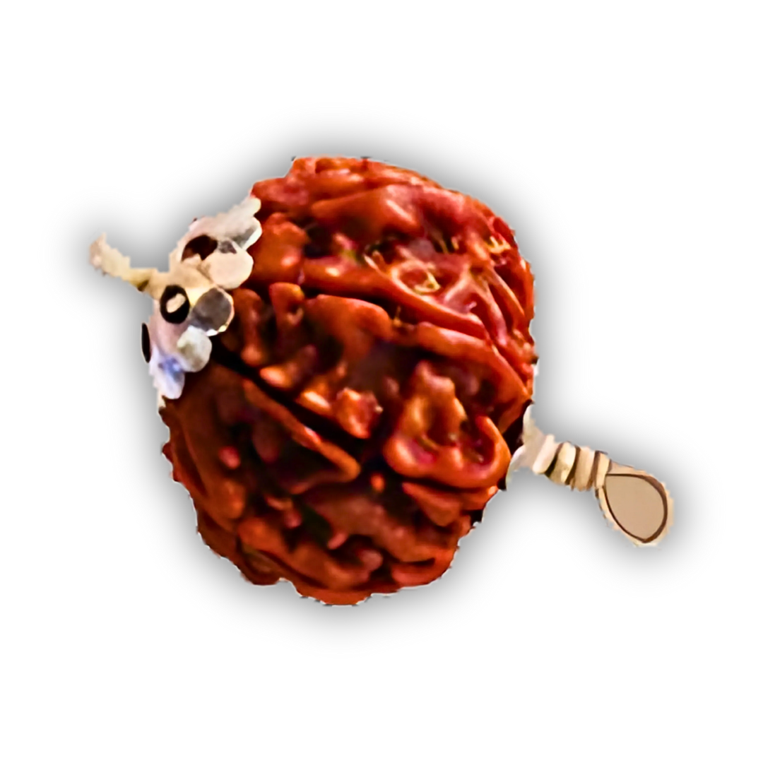 8 Mukhi Rudraksha With Silver Pendant With Lab Certificate Ratna Palace