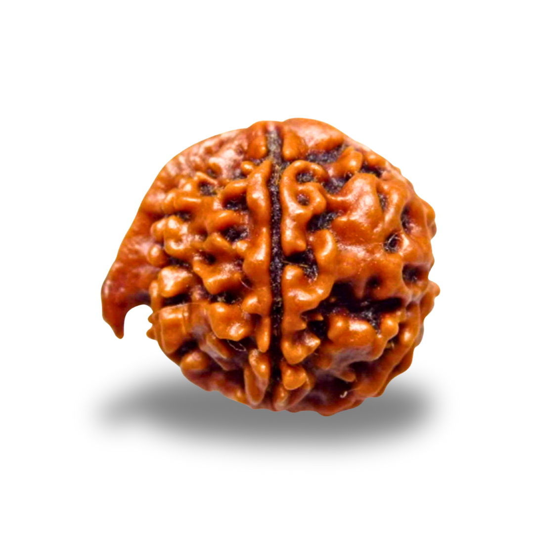 Ganesh Rudraksha With Silver Pendant With Lab Certificate Ratna Palace