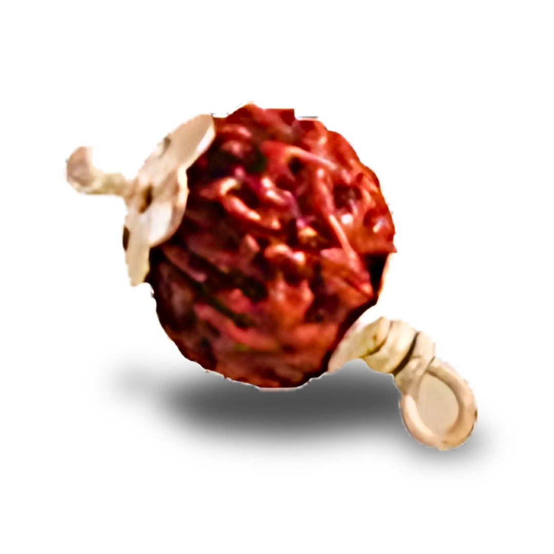 10 Mukhi Rudraksha With Silver Pendant With Lab Certificate