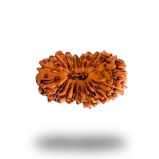 19 Mukhi Rudraksha With Silver Pendant With Lab Certificate