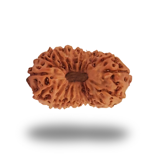 21 Mukhi Rudraksha With Silver Pendant With Lab Certificate