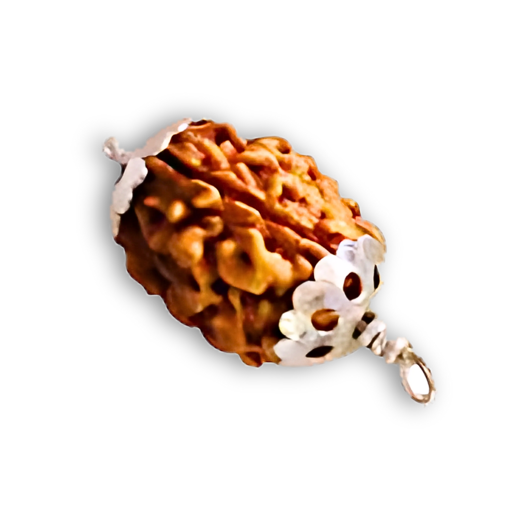 3 Mukhi Rudraksha With Silver Pendant With Lab Certificate