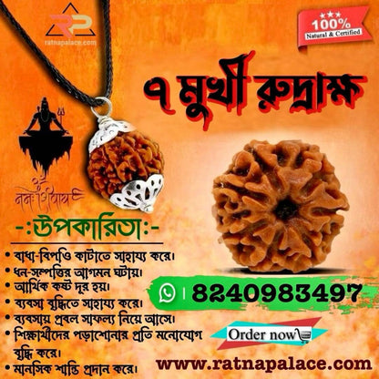 7 Mukhi Rudraksha With Silver Pendant With Lab Certificate