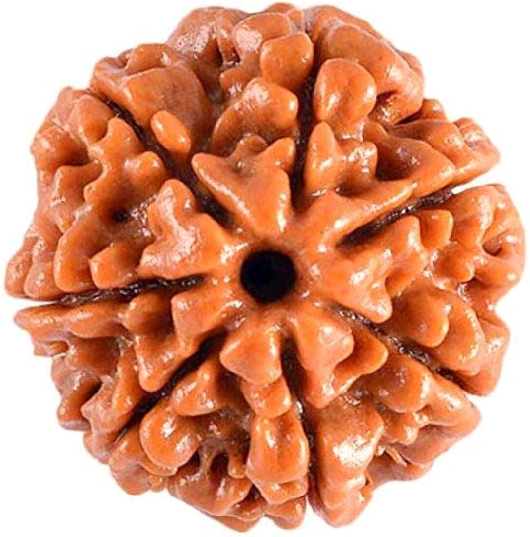 7 Mukhi Rudraksha With Silver Pendant With Lab Certificate