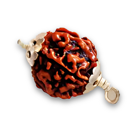 5 Mukhi Rudraksha With Silver Pendant With Lab Certificate