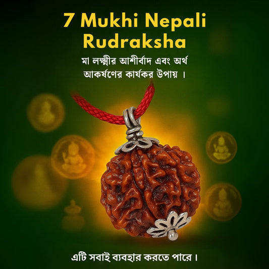 7 Mukhi Rudraksha With Silver Pendant With Lab Certificate