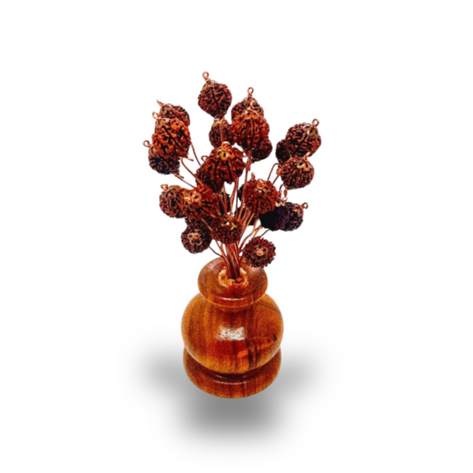 Rudraksha Tree