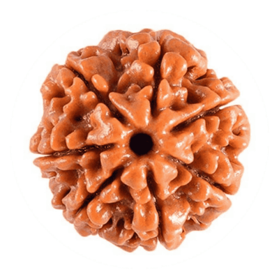 Rudraksha